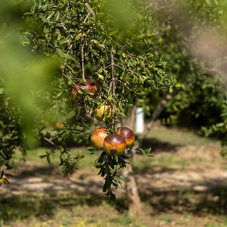 Murieri Πανσιόν 4*