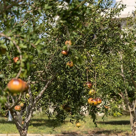 Πανσιόν Murieri Οτράντο